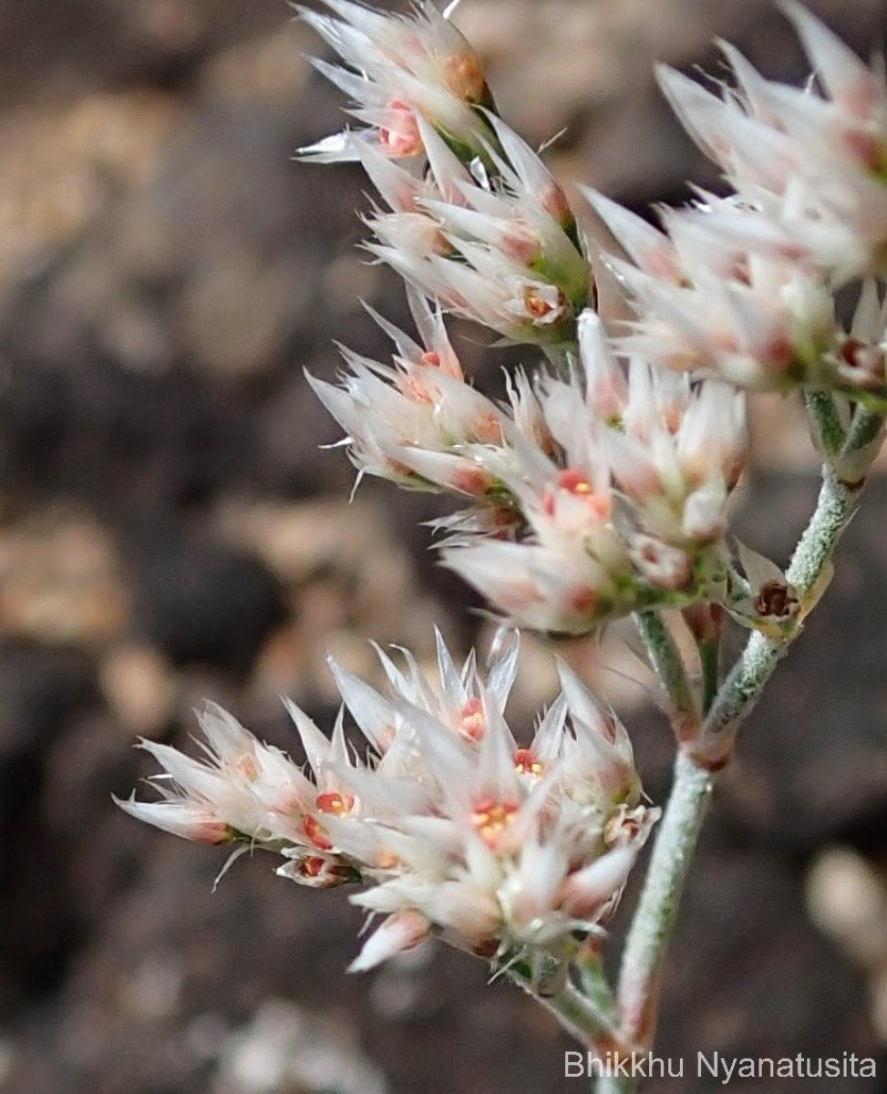 Polycarpaea corymbosa (L.) Lam.